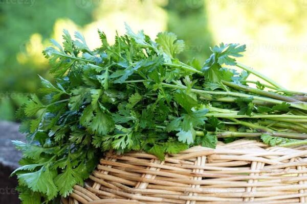 Coriander