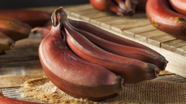 Red Banana